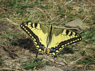 butterfly on leaf