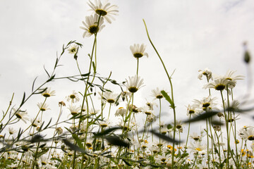Beautiful wild white daisies viewed from a low angle perspective.