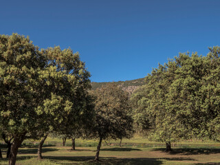 Fototapeta premium ARBOLES
