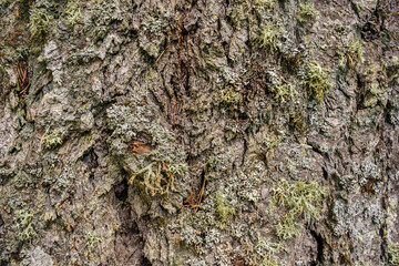 Detail of various lichen species growing on bark of Douglas Fir tree