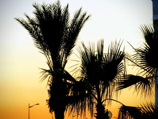 palm tree silhouette