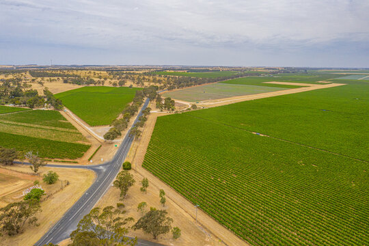 Vineyard near Naracoorte in Australia
