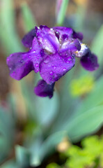 purple flower with water drops 2
