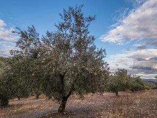 Fototapeta premium OLIVOS