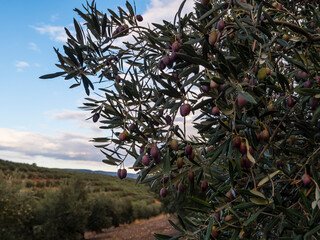 OLIVO
