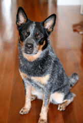 Closeup of a young female Australian Cattle Dog, also known as a Blue Heeler.    She is looking directly at the camera with a wooden background