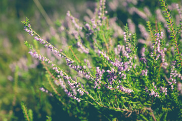 Forest common heather flowers blossoming outdoors. Nature summer background. Soft focus, defocused background.