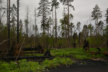 trees in the forest