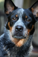 Closeup of a young blue heeler dog, also known as an Australian Cattle Dog