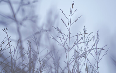Fototapeta na wymiar snow covered wheat grass