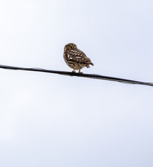 Little owl looking from a high voltage cable