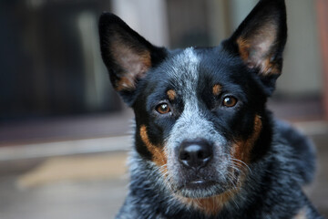 Closeup of a young blue heeler dog, also known as an Australian Cattle Dog