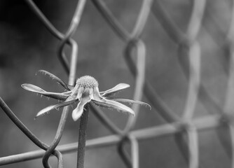 Open black and white flower next to a metal fence