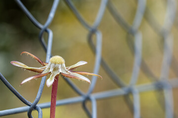 Open star-shaped flower next to a metal fence