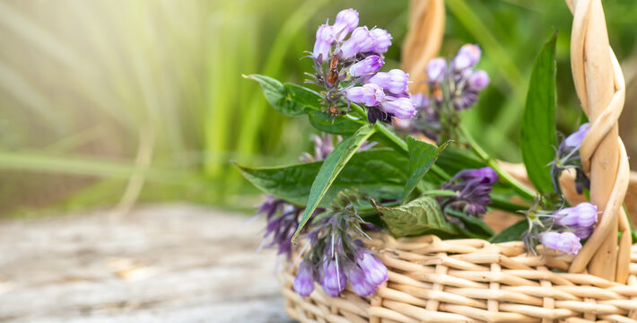 Symphytum officinale, other species of Symphytum, comfrey, Quaker comfrey, boneset, knitbone, consound, and slippery-root purple flowers used as medicinal herbs. Collecting medicinal plants in summer.