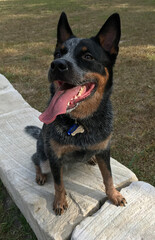 Very happy Blue Heeler, Australian Cattle Dog