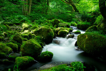 コケの生える渓流