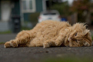 sleeping lion cub cat