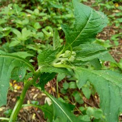 Close up crassocephalum crepidioides, (also called fireweed, ebolo, thickhead, redflower ragleaf, sintrong, sentrong). Its fleshy, mucilaginous leaves and stems are eaten as a vegetable.