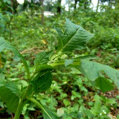 Close up crassocephalum crepidioides, (also called fireweed, ebolo, thickhead, redflower ragleaf, sintrong, sentrong). Its fleshy, mucilaginous leaves and stems are eaten as a vegetable.