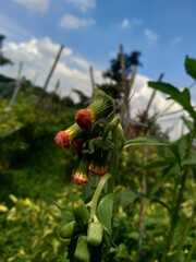Close up crassocephalum crepidioides, (also called fireweed, ebolo, thickhead, redflower ragleaf, sintrong, sentrong). Its fleshy, mucilaginous leaves and stems are eaten as a vegetable.