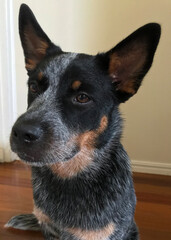 Closeup of a young blue heeler dog, also known as an Australian Cattle Dog