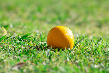 orange fallen on the grass