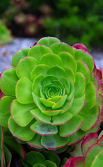 succulent type plant