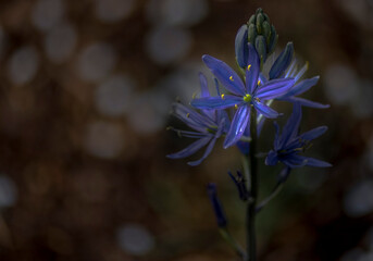 blue and white flowers in the garden