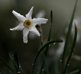 dew drops on a flower geometrically framed