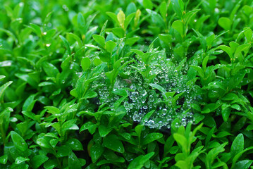 Obraz premium Morning dew on spider web
