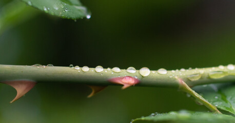 Raindrops on a small rose branch on a winter morning