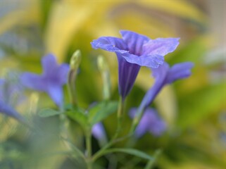 Closeup violet purple ruellia toberosa wild petunia flower plants in garden with soft focus and blurred background, macro image ,wallpaper sweet color for card design