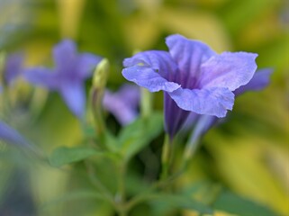Closeup violet purple ruellia toberosa wild petunia flower plants in garden with soft focus and blurred background, macro image ,wallpaper ,sweet color for card design