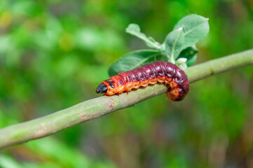 Selective focus of Cossus cossus caterpillar walking on branch, Goat moth