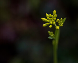 close up of a flower pre-blooom