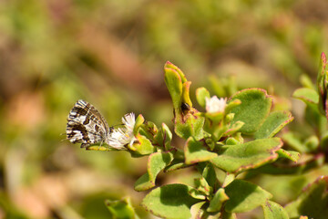 Feeding Geranium Bronze Butterfly (Cacyreus marshalli), Mossel Bay, South Africa