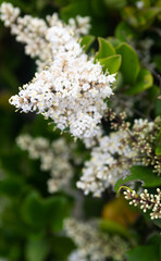 white flowers on a branch
