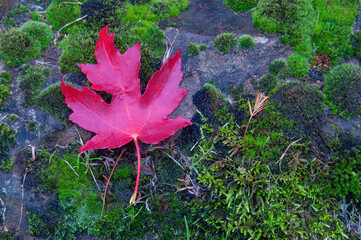 Red Maple Leaf on Moss