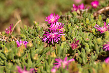 Bright Pink Trailing Ice Plant Flowers (Delosperma cooperi), Mossel Bay, South Africa