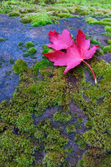 Red Maple Leaf on Moss