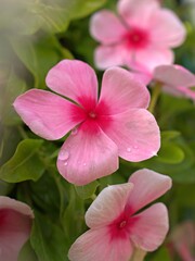 Closeup pink petals periwinkle madagascar flower plants in garden with water drops soft focus and blurred background, macro image ,wallpaper, sweet color for card design