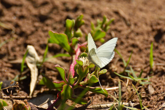 African Small White Butterfly Feeding On Flower (Dixeia charina charina), Mossel Bay, South Africa