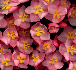 Beautiful pink begonia on black background 