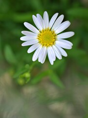 Closeup white common daisy flower plants in garden with soft focus and green leaf blurred background, macro image ,wallpaper ,for card design