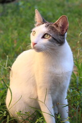Obraz premium Beautiful white cat in the grass