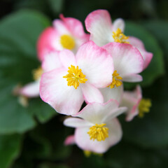 Naklejka na ściany i meble Beautiful pink and white begonia flowers surrounded by green leaves