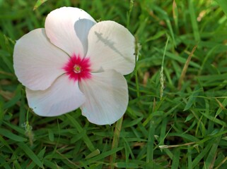 Closeup white petals Madagascar periwinkle flower on green grass with sunshine blurred background , macro image wallpaper for card design
