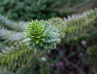 Monkey Puzzle Tree Branches