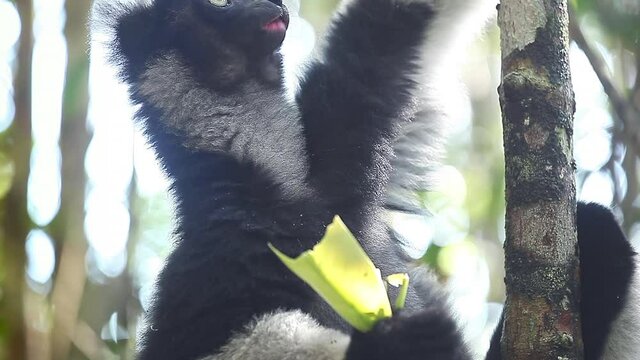 Indri lemur eats leaf in the natural habitat. Indri lemur (Indri indri) hangs on the tree and eats fresh leaves and peers around